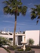 Palmera en el&ouml; patio